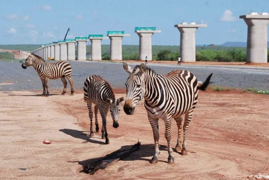 肯尼亚总统高度赞赏，乞力马扎罗山下UED在线官网网页版(中国)唯一官方网站绿闪耀
